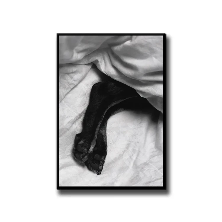 Plakat Cold paws białe tło