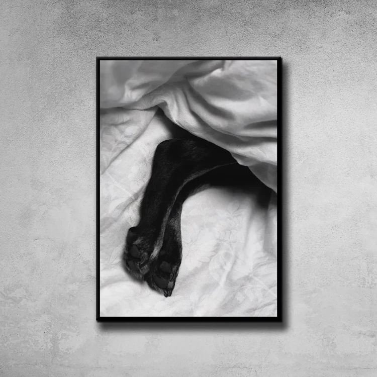 Plakat Cold paws tło ściana szary beton