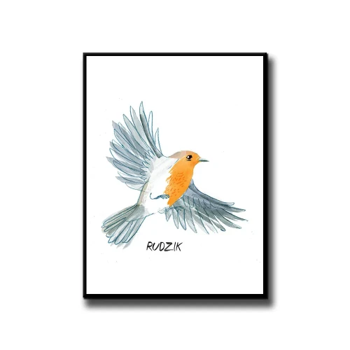 Plakat Rudzik białe tło