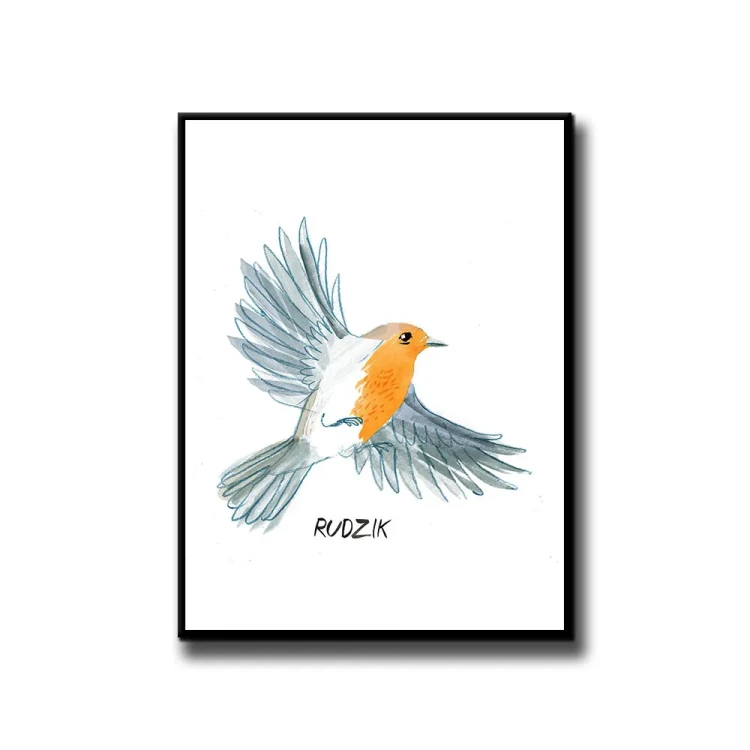 Plakat Rudzik białe tło
