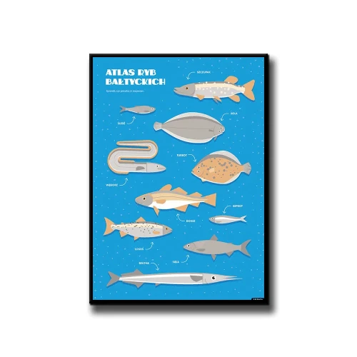 Plakat Atlas Ryb Bałtyckich białe tło