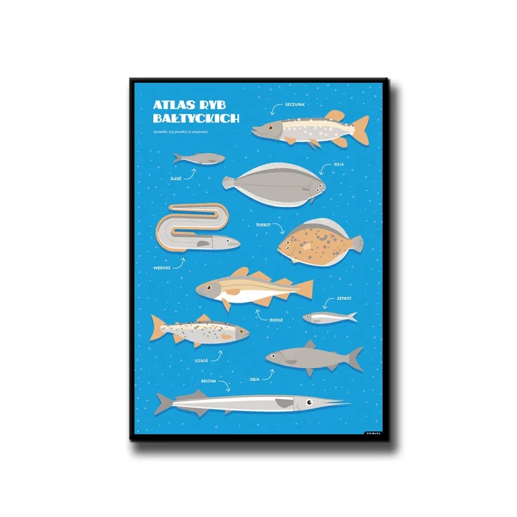 Plakat Atlas Ryb Bałtyckich białe tło