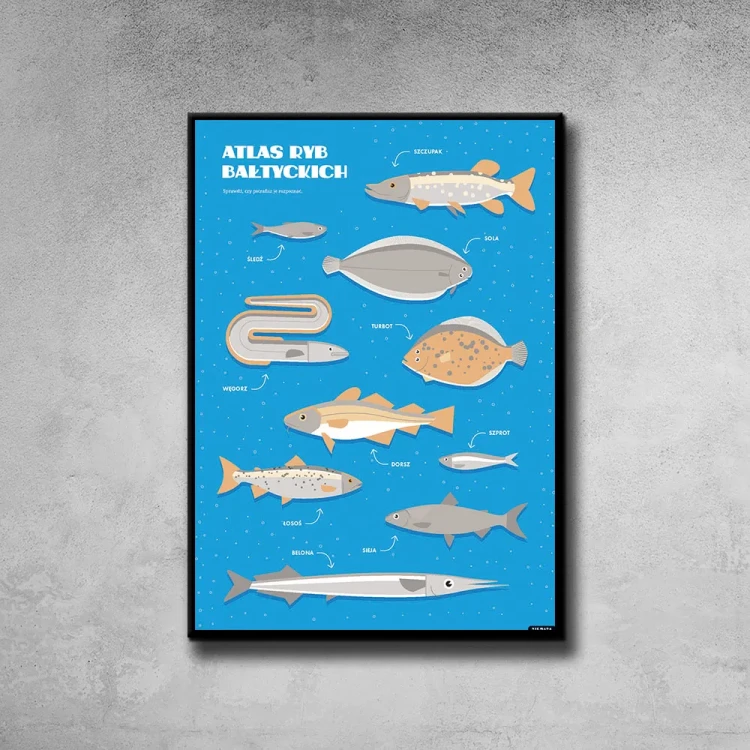 Plakat Atlas Ryb Bałtyckich tło ściana szary beton