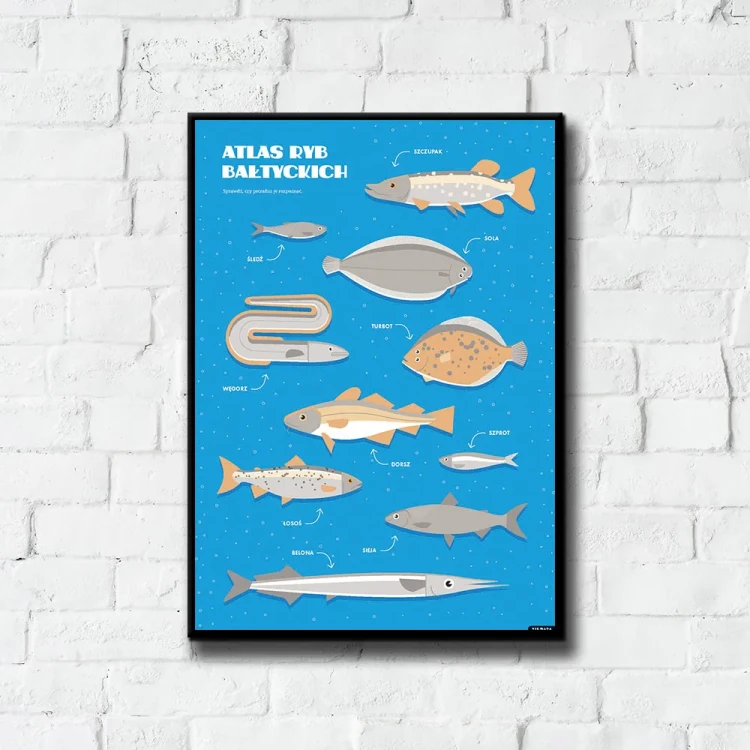 Plakat Atlas Ryb Bałtyckich tło ściana białe cegły